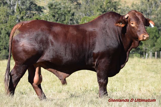 Glenlands D Ultimatum
